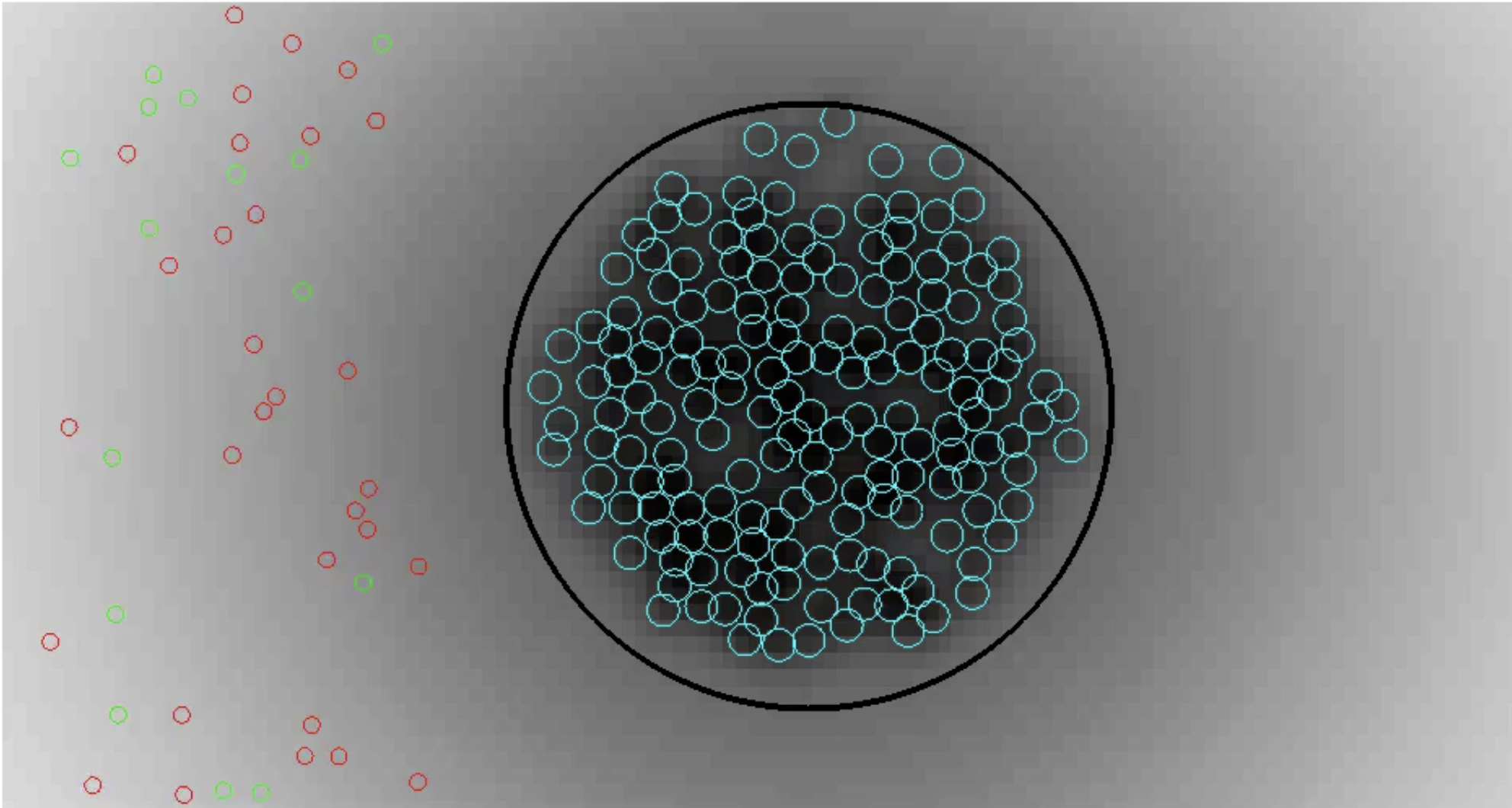 Beta Cells Before Attack